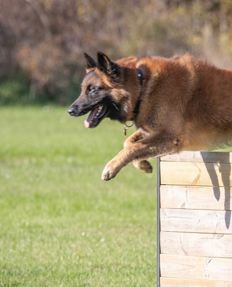 Belgisk Vallhund Tervueren - hopp över brukshinder
