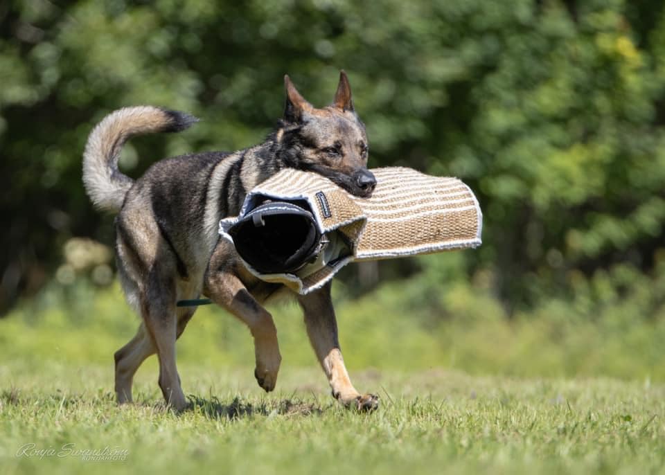 Hund med armskydd i munnen