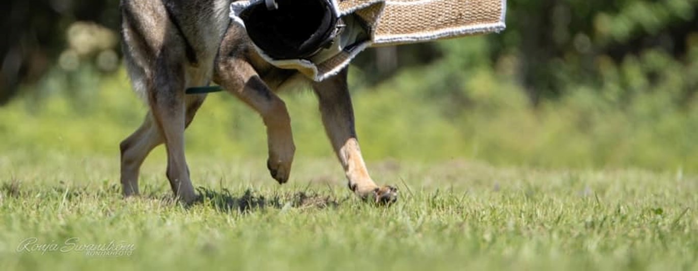 Hund med armskydd i munnen