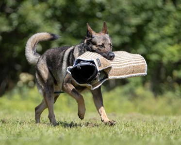 Hund med armskydd i munnen
