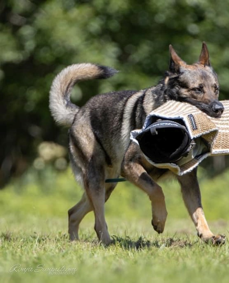 Hund med armskydd i munnen