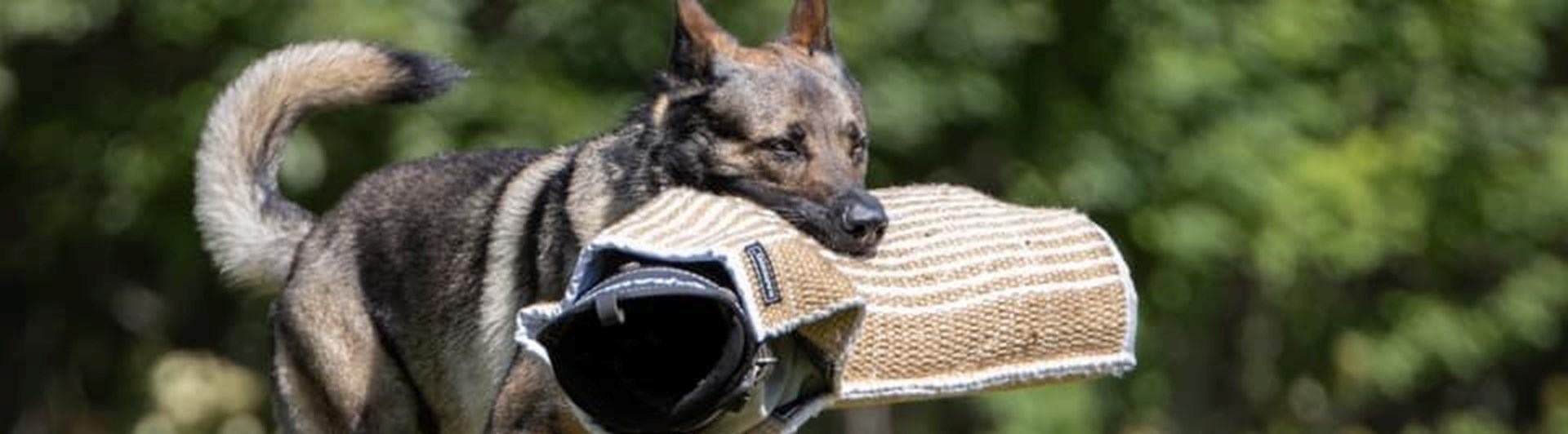 Hund med armskydd i munnen