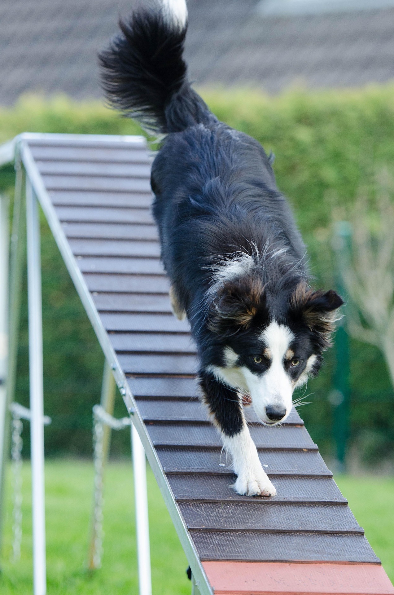 Hund som springer ner från ett agilityhinder