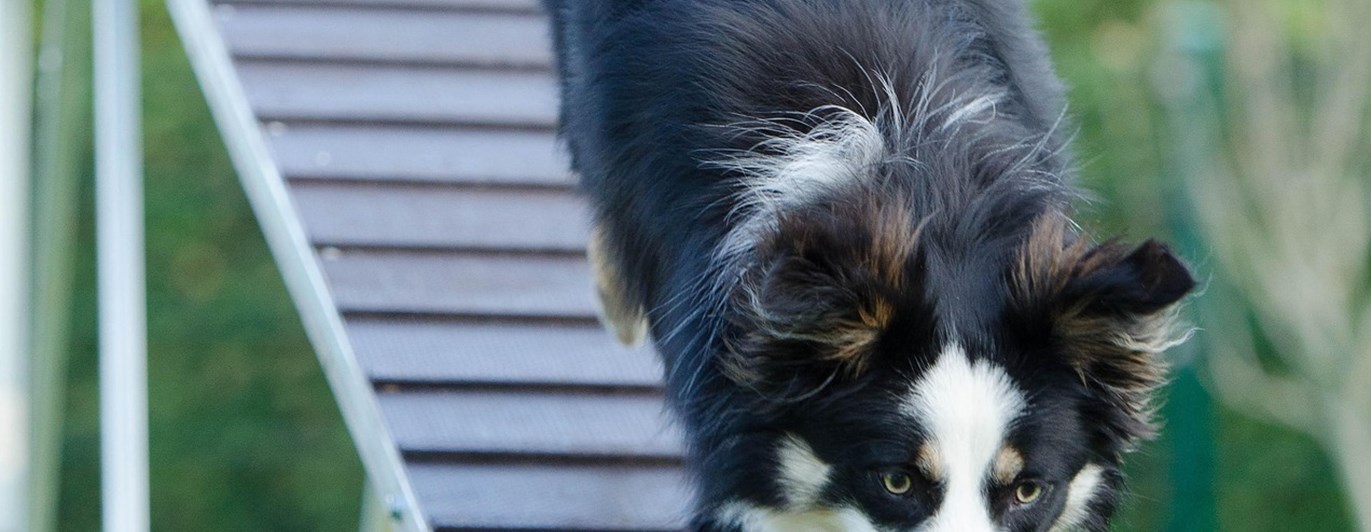 Hund som springer ner från ett agilityhinder