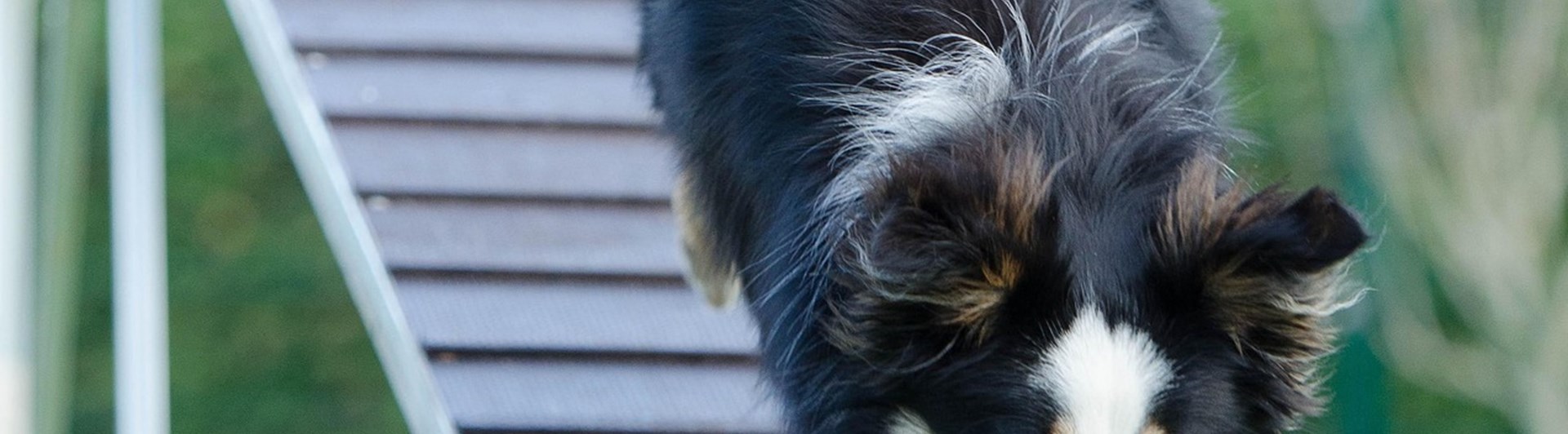 Hund som springer ner från ett agilityhinder