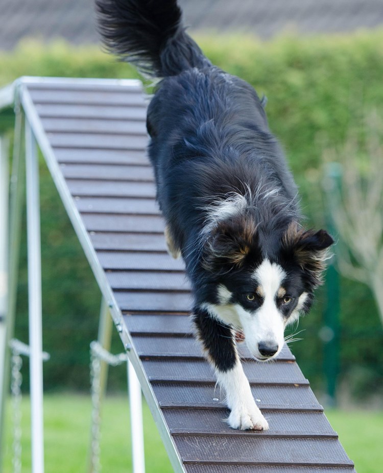 Hund som springer ner från ett agilityhinder