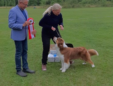 BIS - Australian shepherd