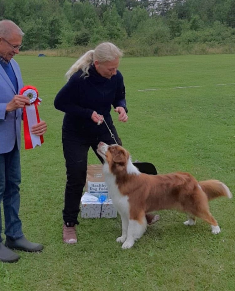 BIS - Australian shepherd