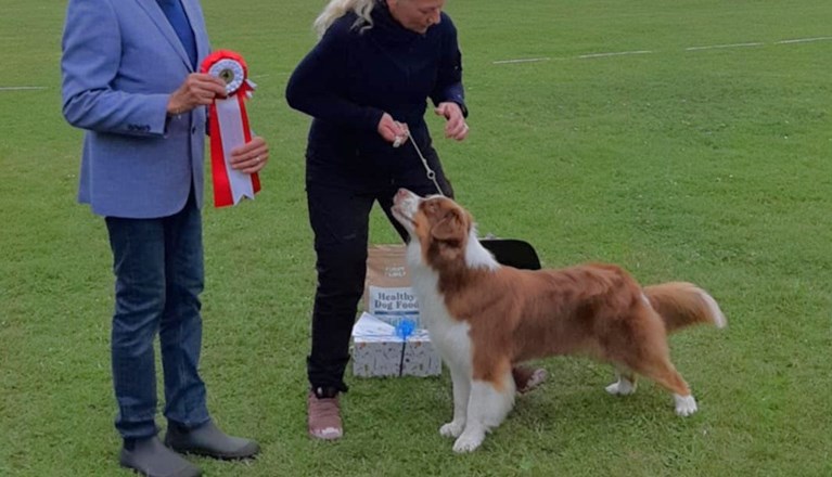 BIS - Australian shepherd