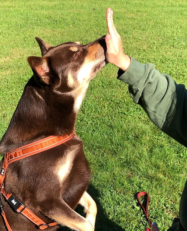 Handtarget Kelpie