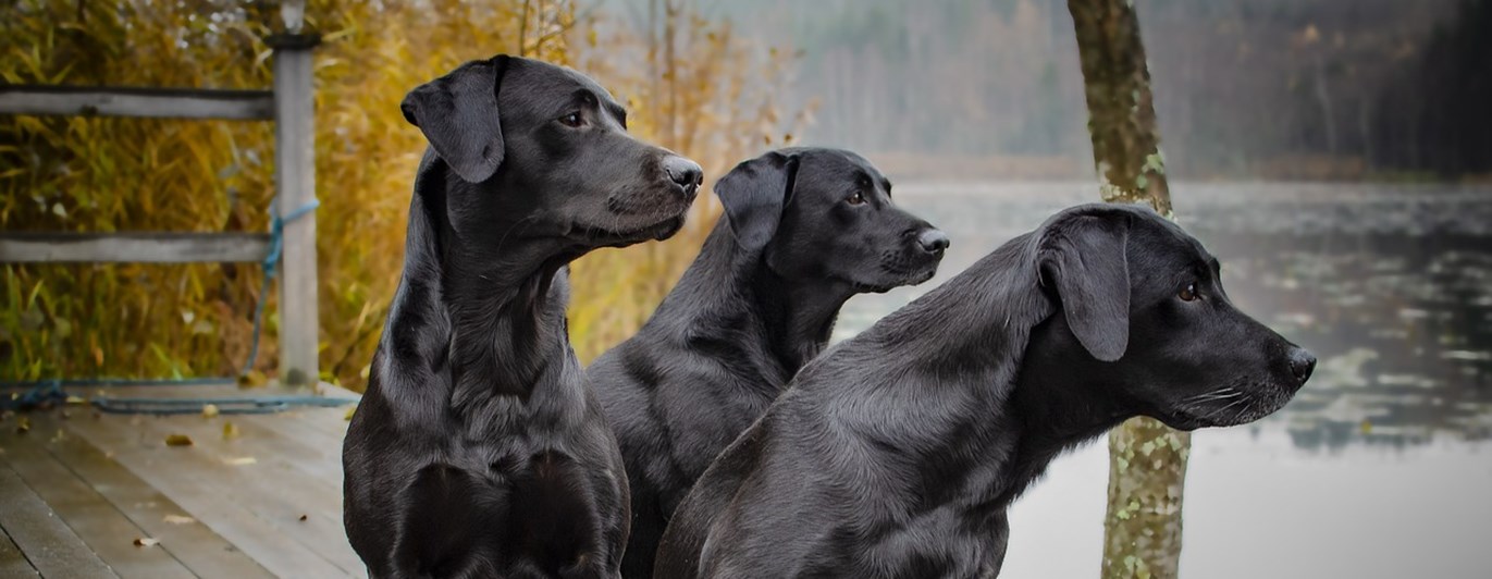 Labradorer vid vatten