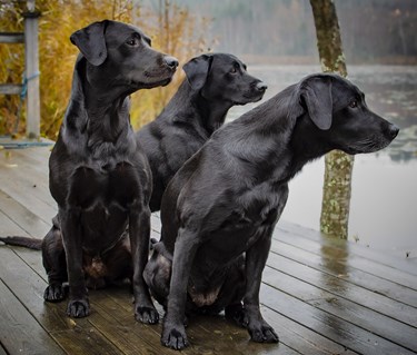 Labradorer vid vatten