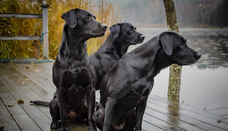 Labradorer vid vatten