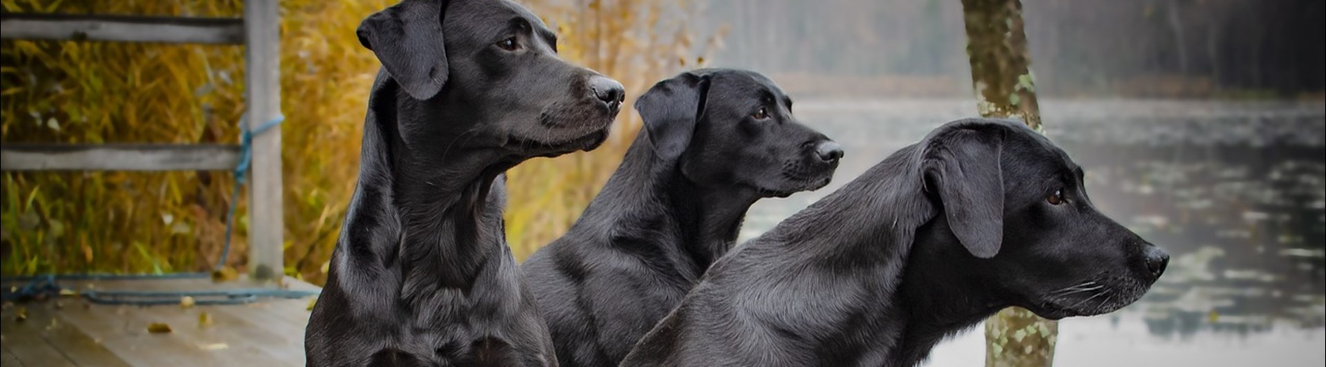 Labradorer vid vatten