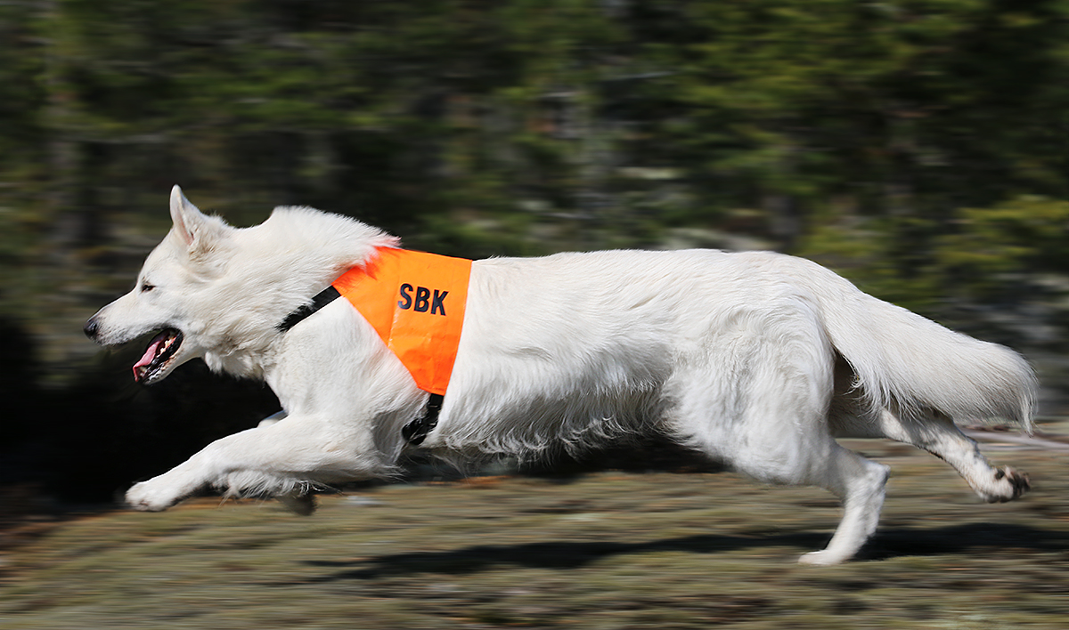 Vit herdehund springer med tjänstetecken på