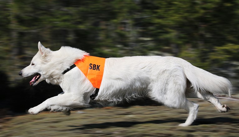Vit herdehund springer med tjänstetecken på
