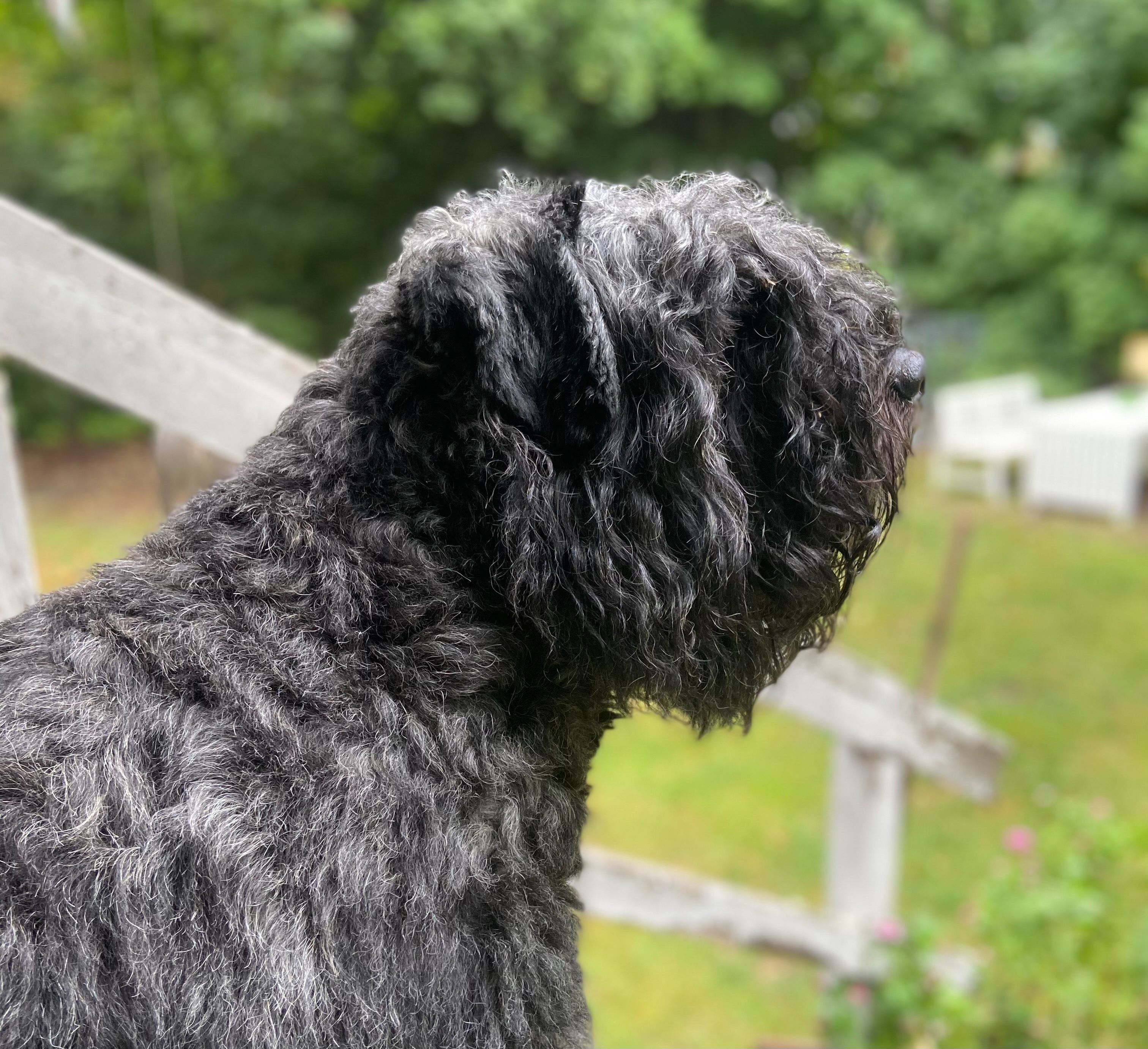 Bouvier des flandres i profil
