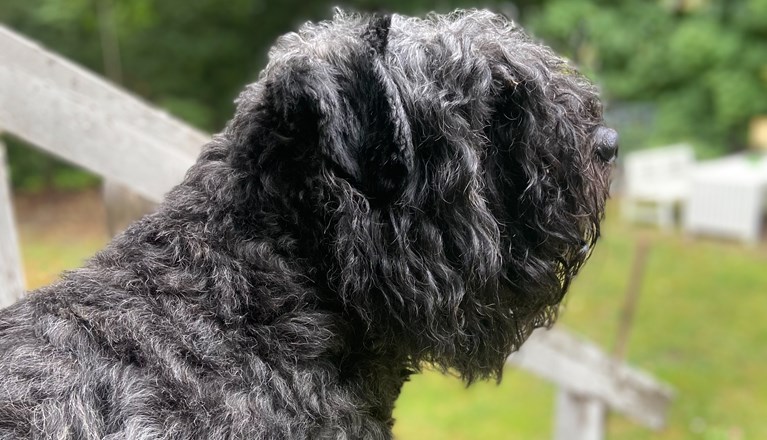 Bouvier des flandres i profil