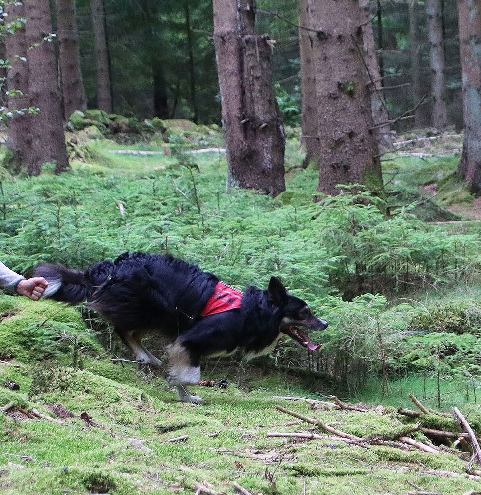 Svart border collie med rosa tjänstetecken rusar ut i skogen på förarens handsignal.