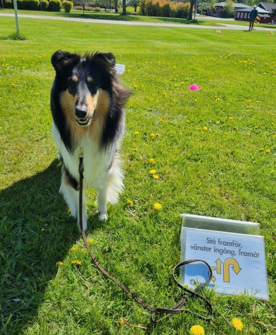 Hund bredvid skylt för rallylydnad
