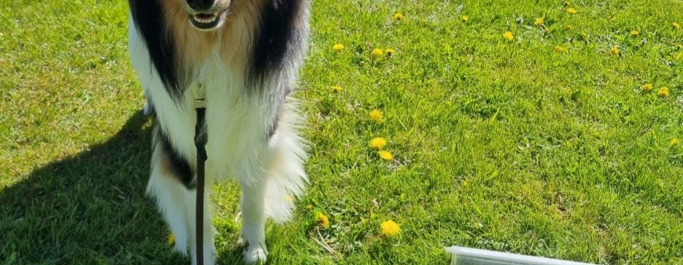 Hund bredvid skylt för rallylydnad