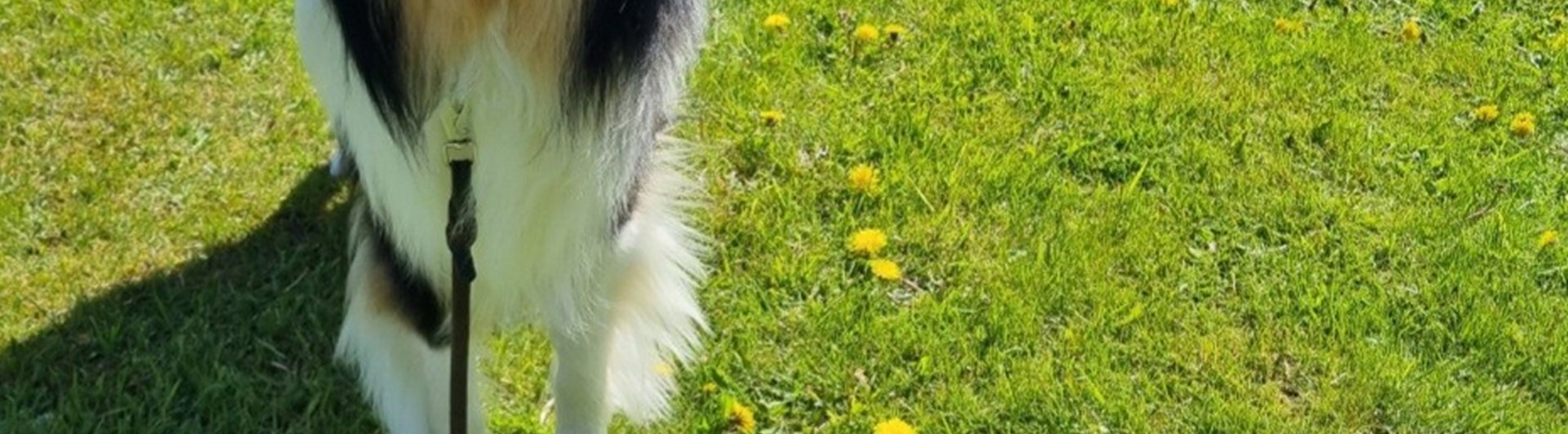 Hund bredvid skylt för rallylydnad