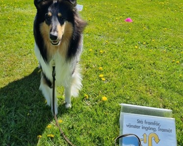 Hund bredvid skylt för rallylydnad