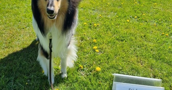 Hund bredvid skylt för rallylydnad