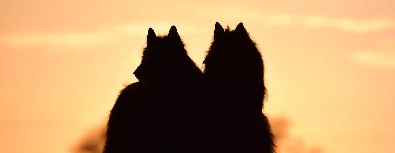 Bild som visar två belgiska vallhundar i siluett framför solnedgång.