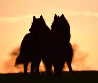 Bild som visar två belgiska vallhundar i siluett framför solnedgång.
