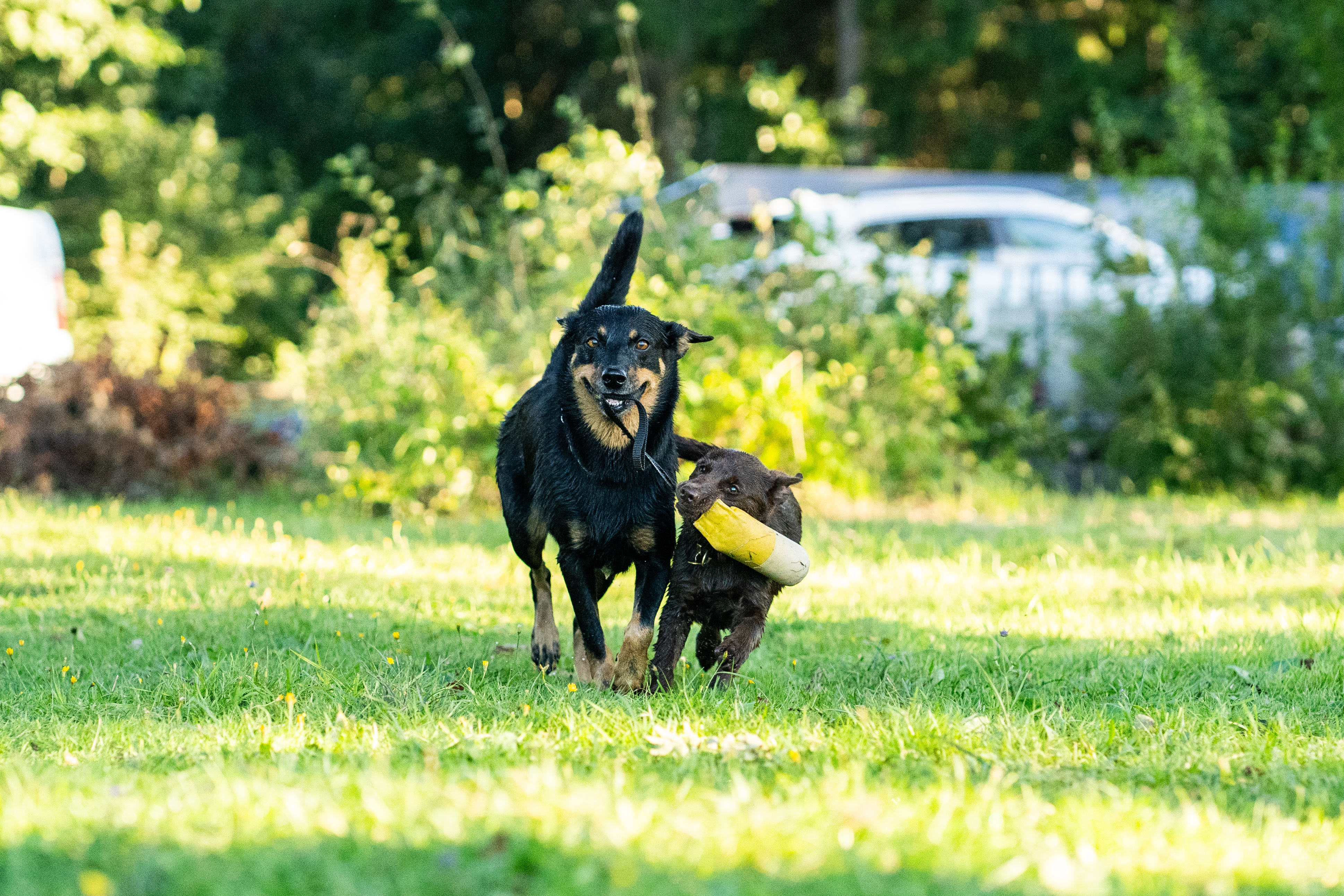 En vuxen svart hund leker dragkamp med en brun valp
