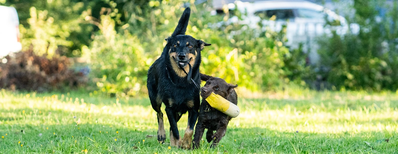 En vuxen svart hund leker dragkamp med en brun valp
