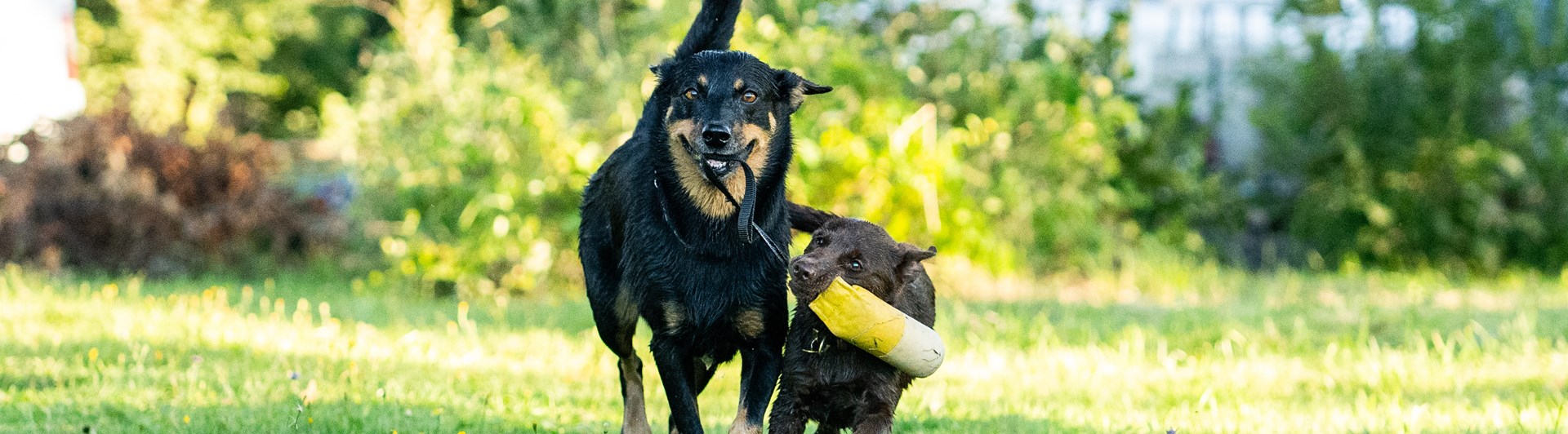 En vuxen svart hund leker dragkamp med en brun valp