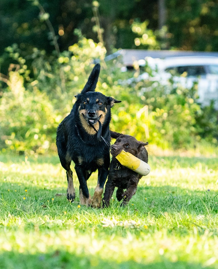 En vuxen svart hund leker dragkamp med en brun valp
