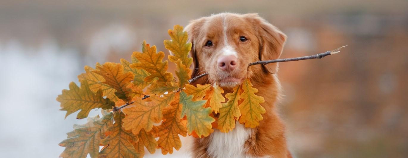 Nova Scotia Duck Tolling Retriever som apporterar en kvist med höstlöv