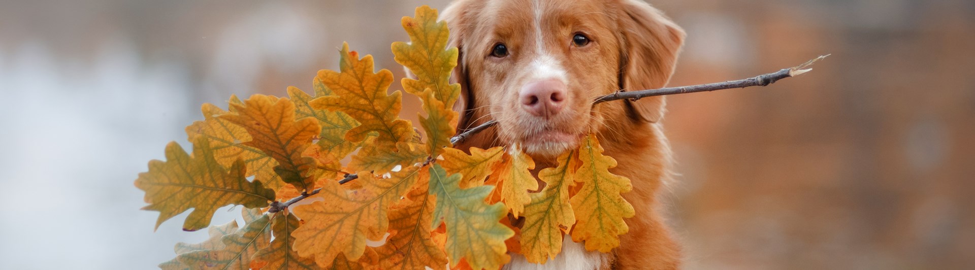 Nova Scotia Duck Tolling Retriever som apporterar en kvist med höstlöv
