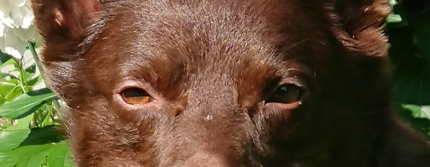 Hunden Xeiko