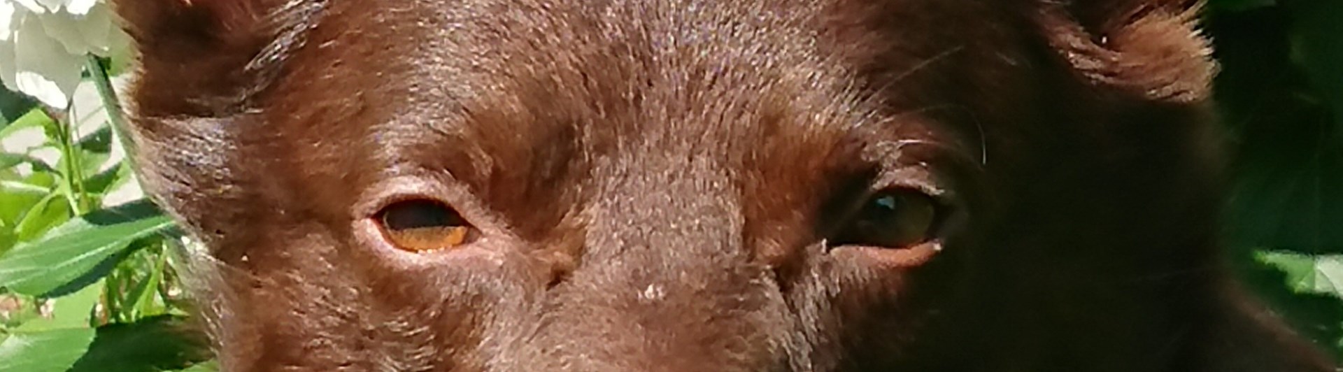 Hunden Xeiko