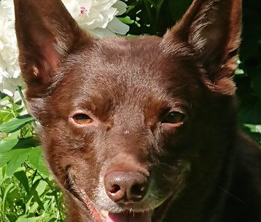 Hunden Xeiko