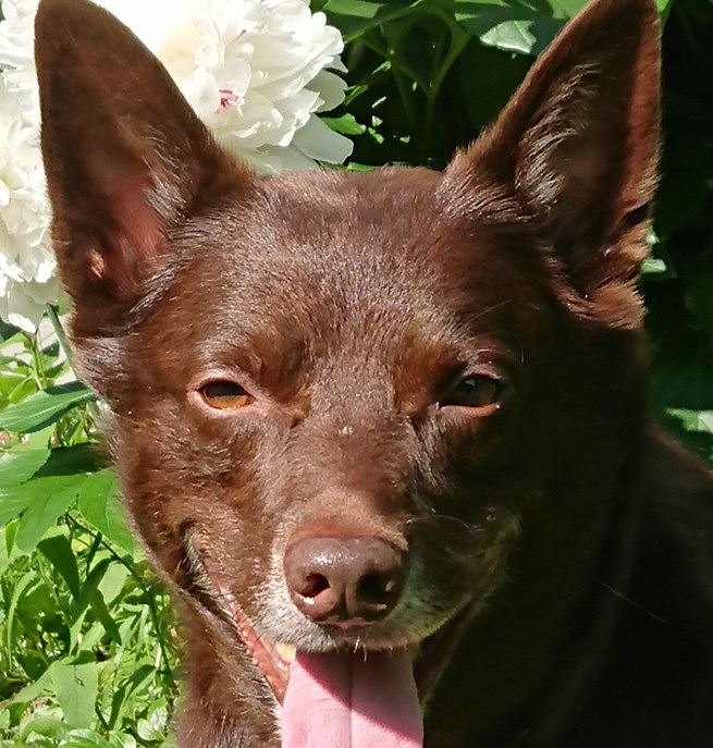 Hunden Xeiko