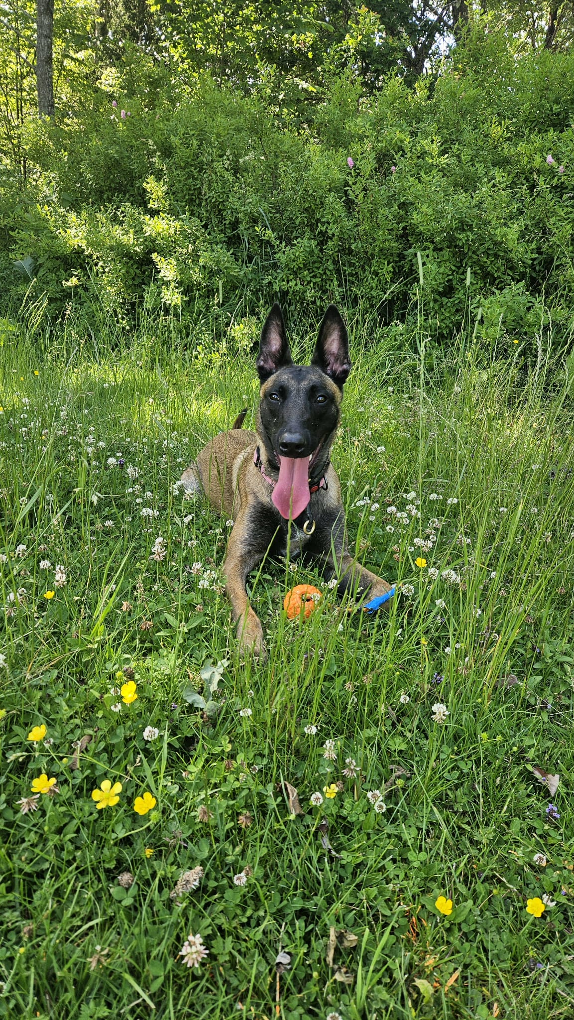 En glad Malinois med boll i gräset
