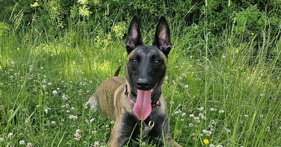 En glad Malinois med boll i gräset