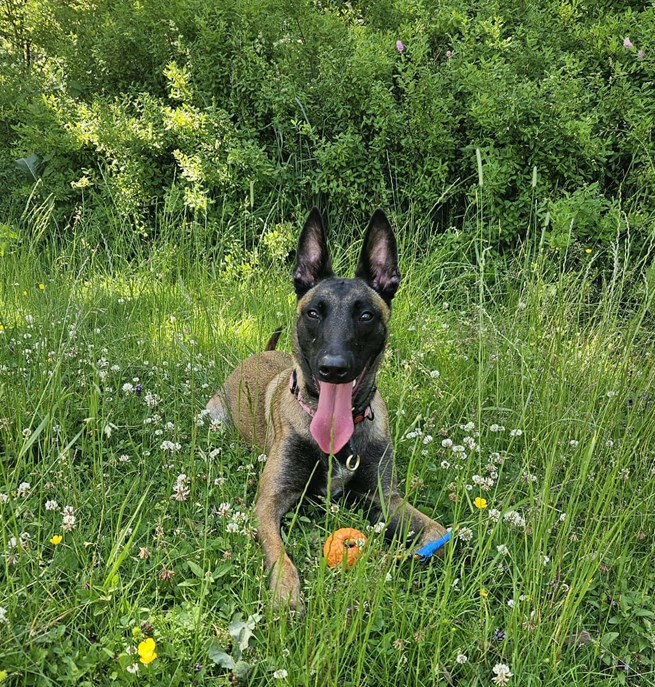 En glad Malinois med boll i gräset