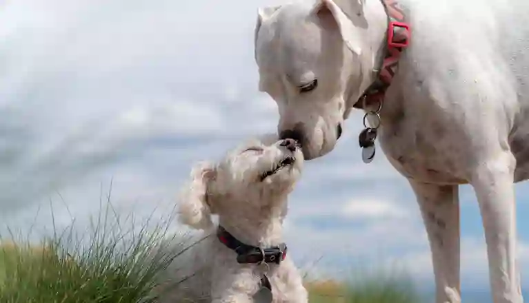 En stående hund som har sin nos mot en liggande hunds ansikte