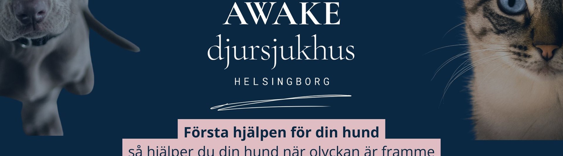 Första hjälpen för hund