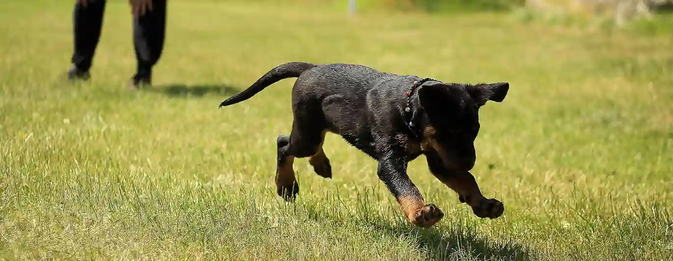 Rottweiler valp springer mot föremål i gräs