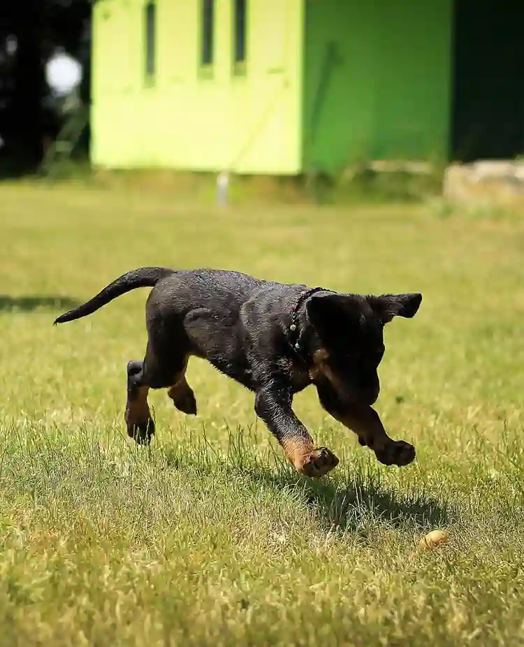 Rottweiler valp springer mot föremål i gräs