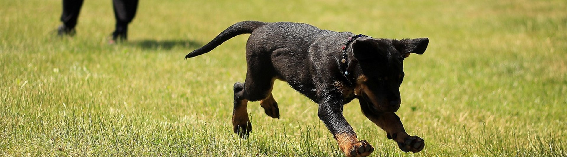Rottweiler valp springer mot föremål i gräs