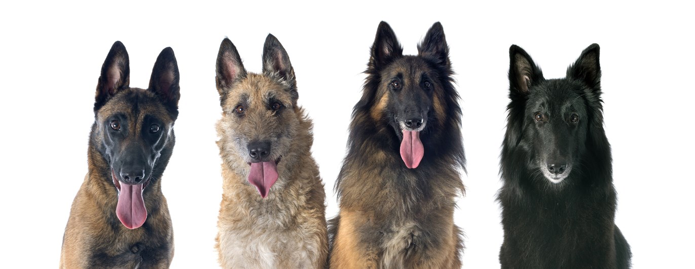 Belgisk vallhund - alla varianter