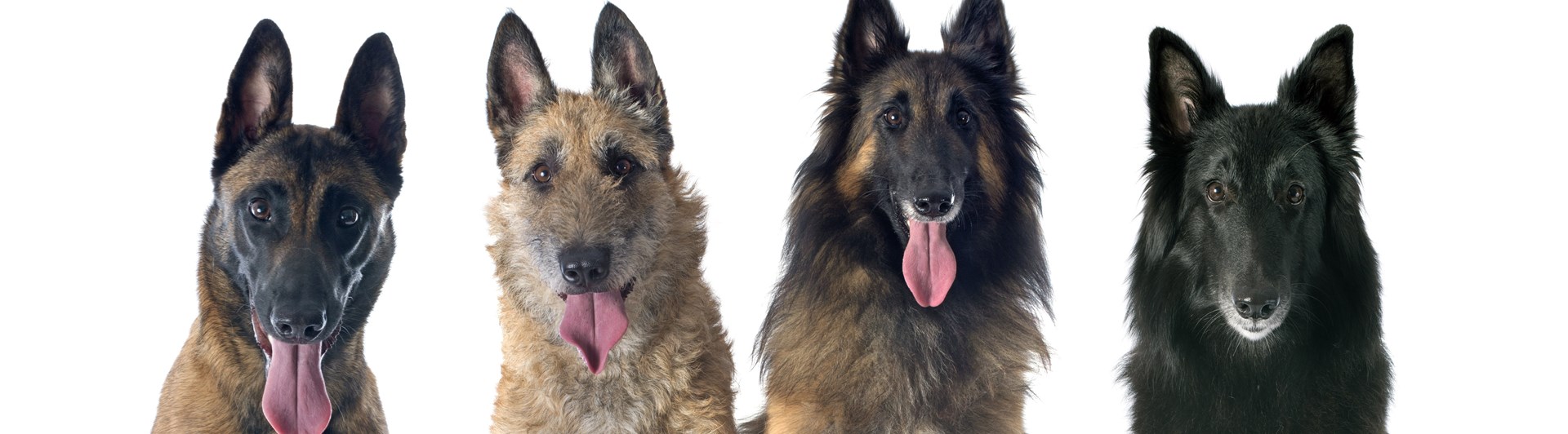 Belgisk vallhund - alla varianter